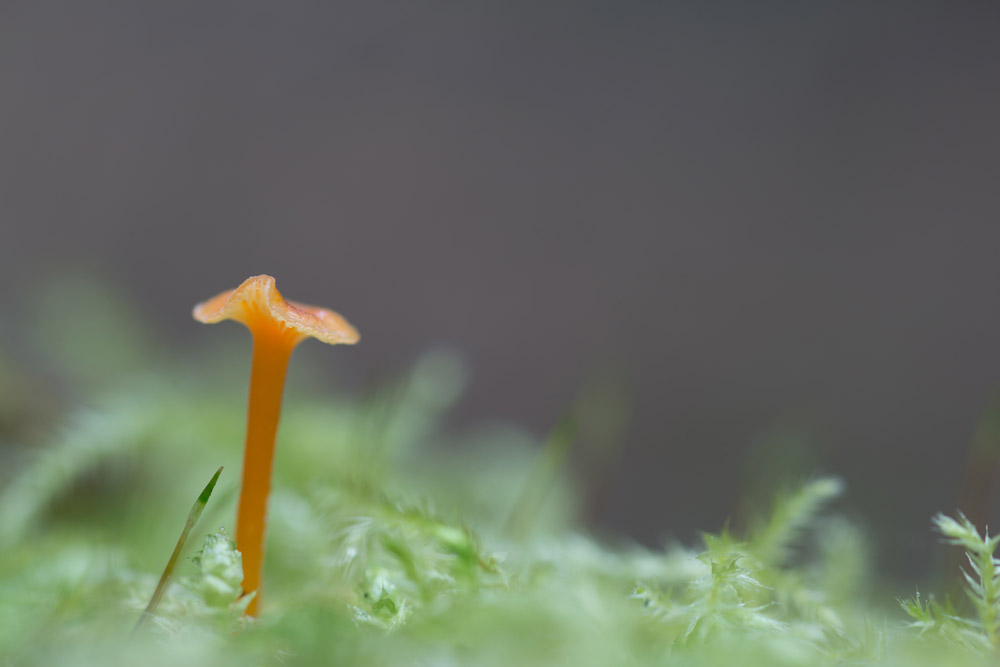 macro paddenstoel