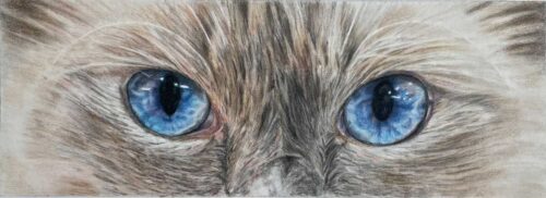 Cats Eyes