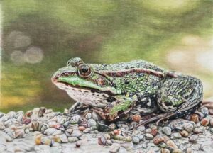 Frog