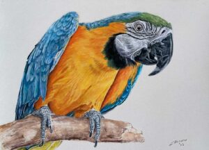 Parrot