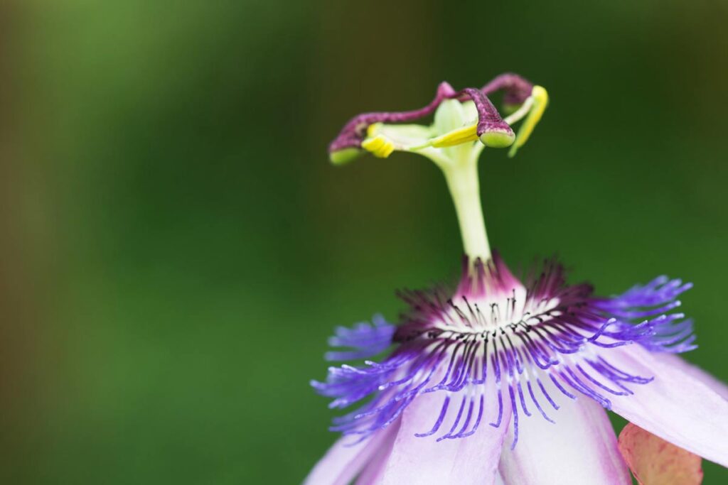 kasteeltuin-14-7